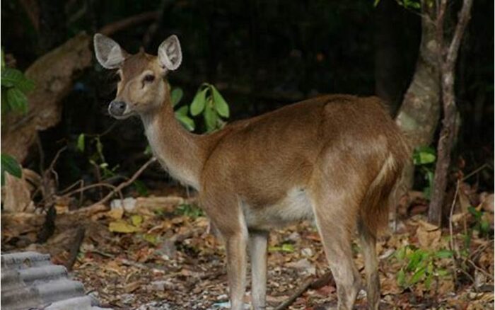 Fauna Pulau Timor